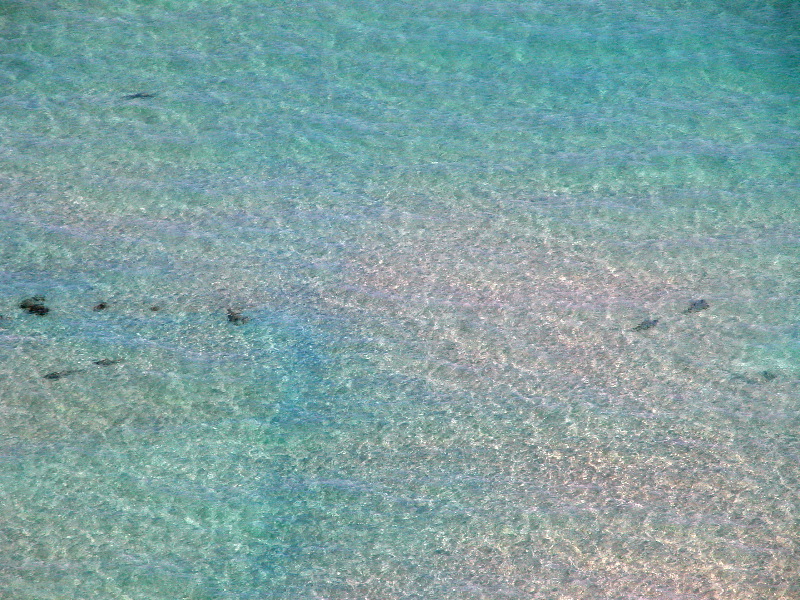 Shark Pairs, Perfectly Clear Sea