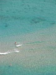 Swimming With Sharks Closer