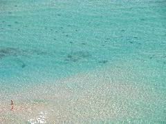 Shark Bait?