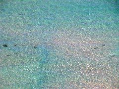 Shark Pairs, Perfectly Clear Sea